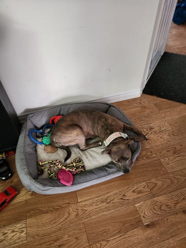 Customer photo review of Tacti Luxe Dog Leash - Honeydew