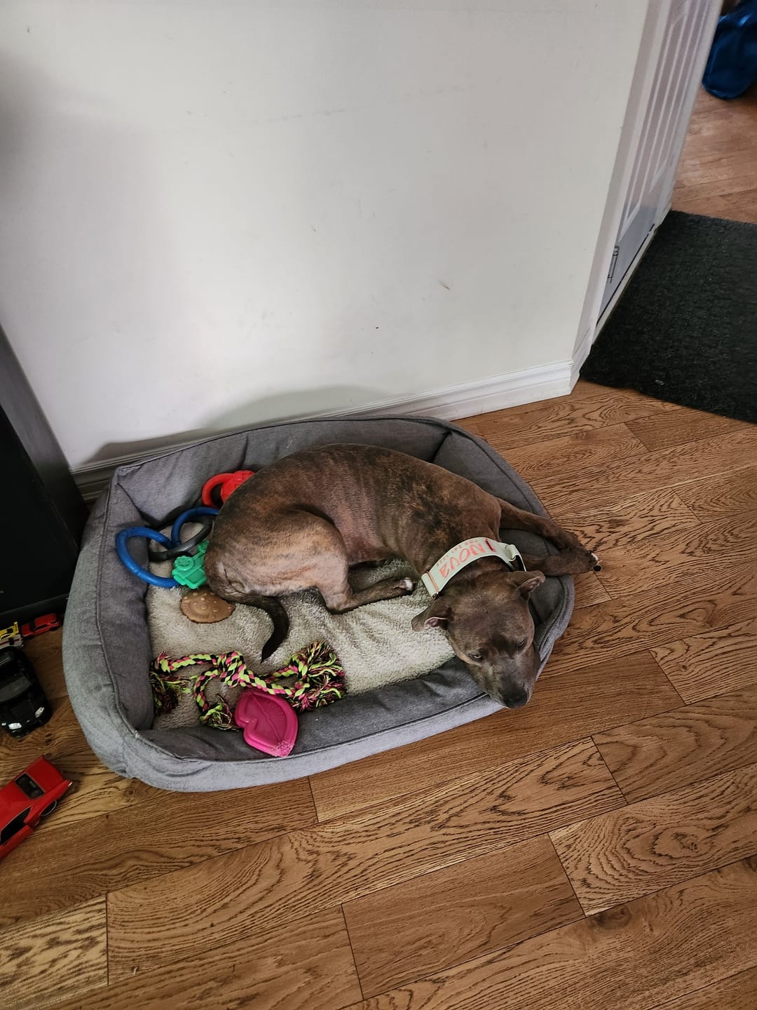 Customer photo review of Tacti Luxe Dog Leash - Honeydew