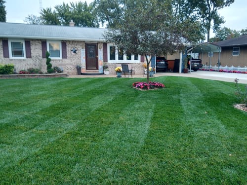 Customer photo review of GCI Turf Type Tall fescue Grass Seed