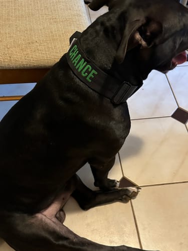 Customer photo review of Black Bully Proof Collar