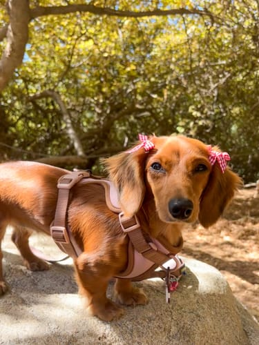 Customer photo review of Dog Harness