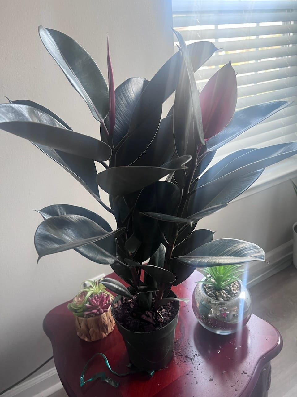 Customer photo review of Ficus Burgundy Bush, Rubber Tree
