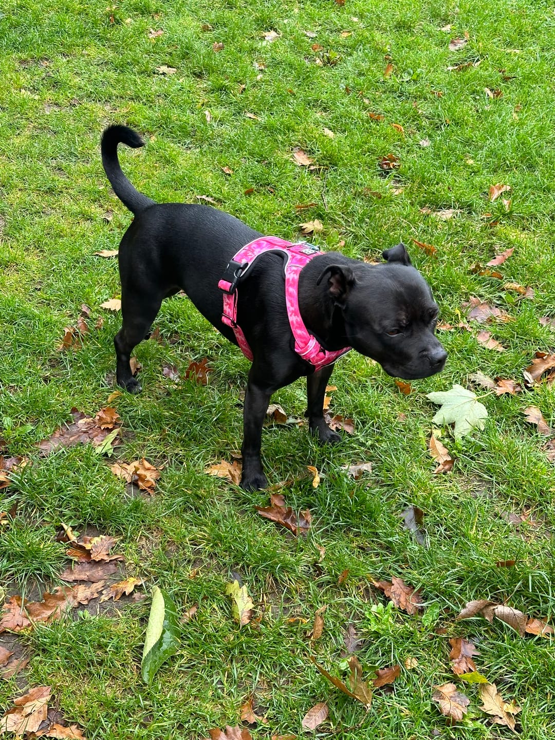 Customer photo review of Premium Comfort Harness | Non Restrictive & Adjustable - Bubblegum v2.0