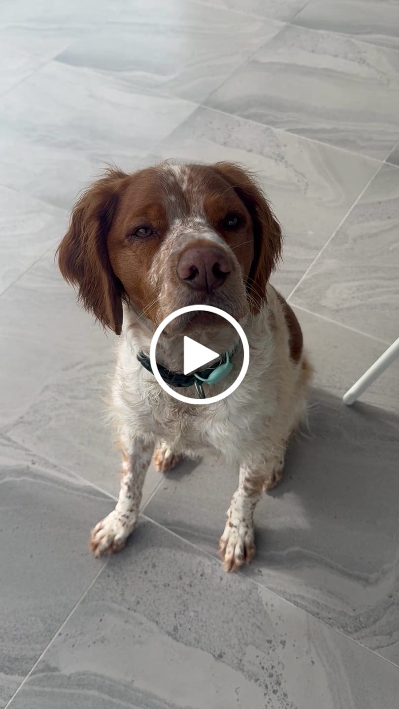 Customer video review of PRIMAL WILD PROTEIN - Raw Superfood Mix for Dogs