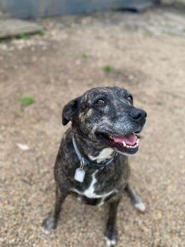 Customer photo review of Dog Harness