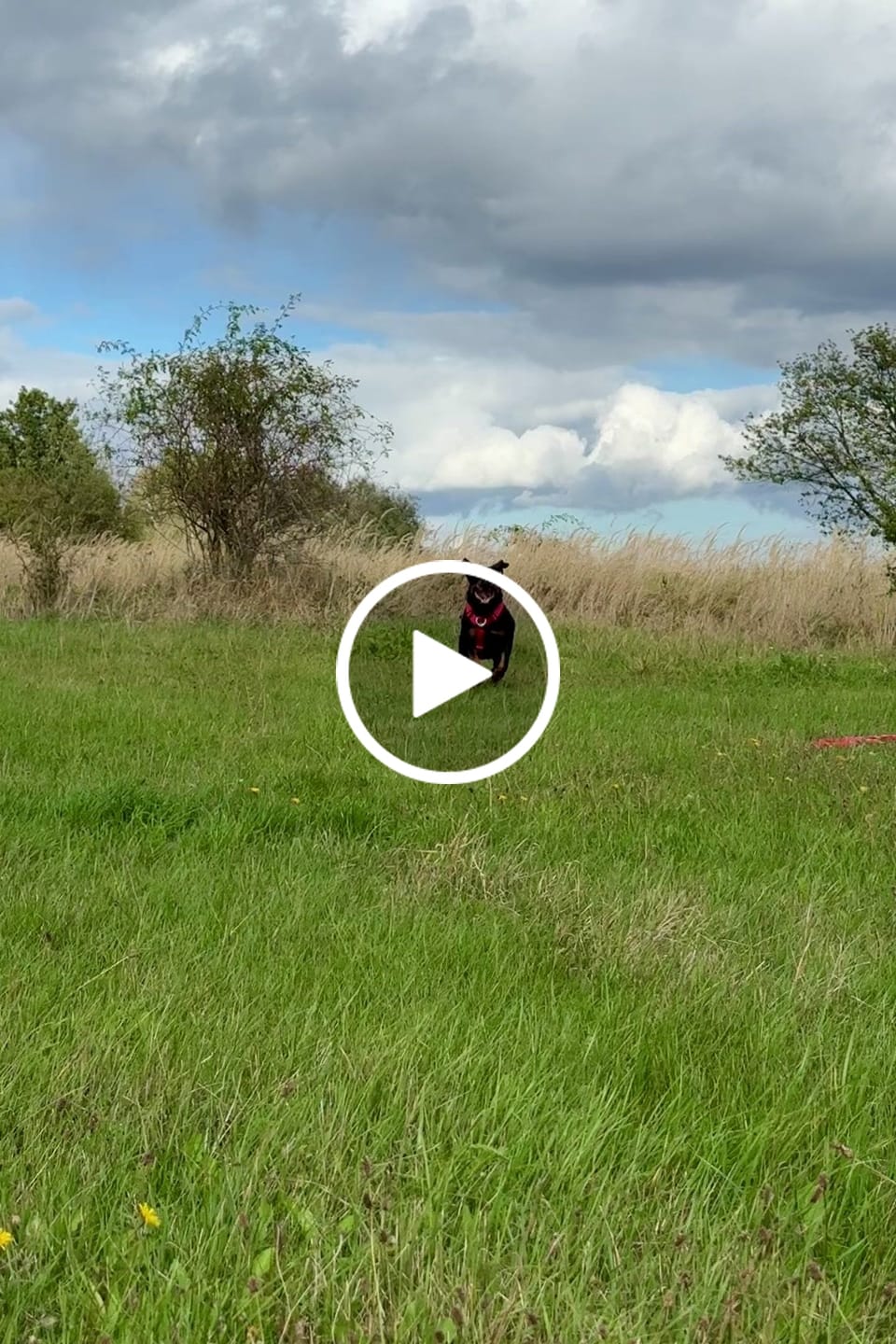 Customer video review of TRI-Harness® | Anti-Pull, Adjustable & Durable - Dog Trainers Choice - Red v2.0