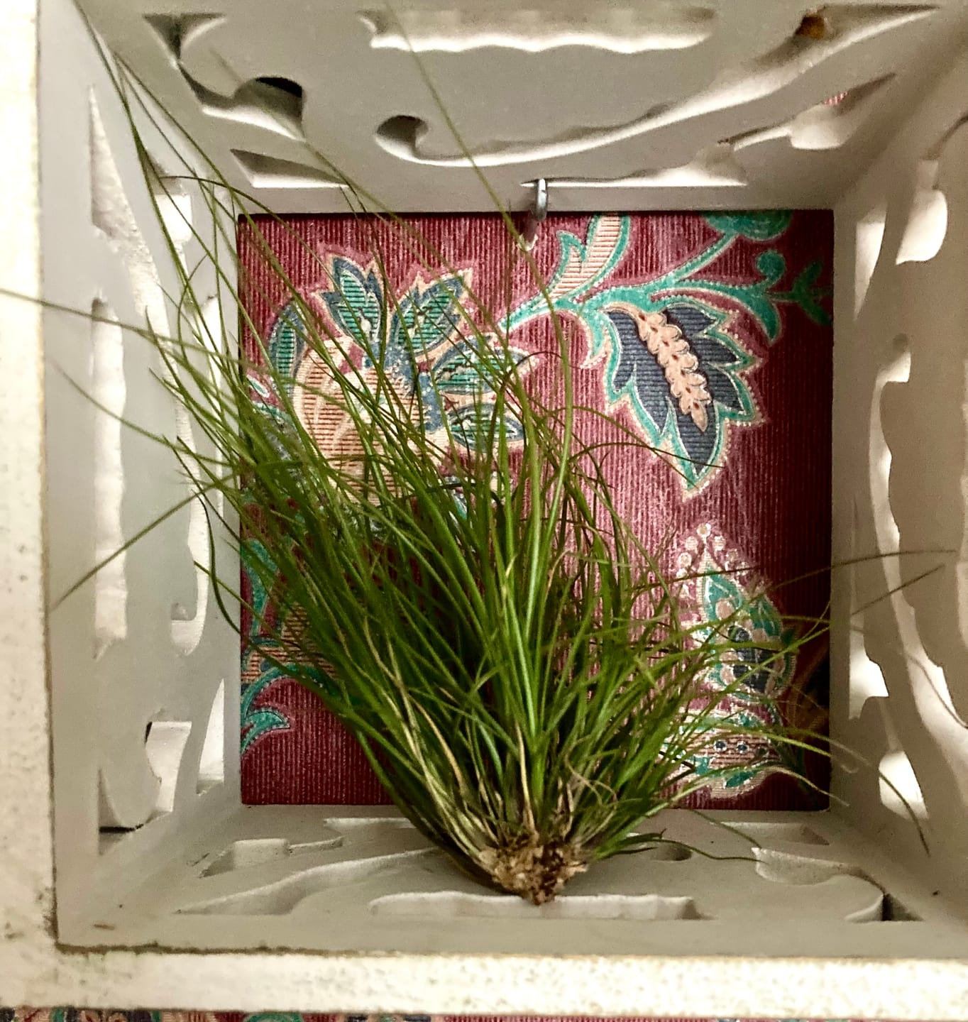 Customer photo review of B Quality Greenhouse Mix 10 Plant Pack