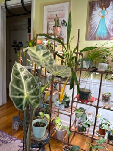 Customer photo review of Houseplant Pest Spray