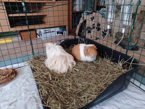 Customer photo review of Meadow Hay Box