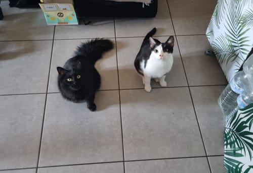 Avis photo d'un client sur Croquettes Chat Stérilisé Sans Céréales - Saumon