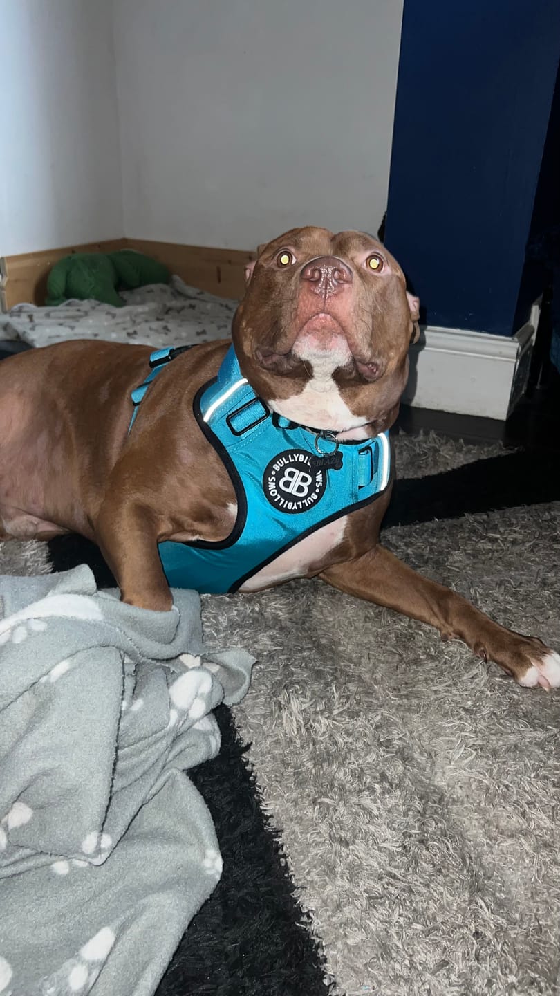 Customer photo review of Premium Comfort Harness | Non Restrictive & Adjustable - Light Blue