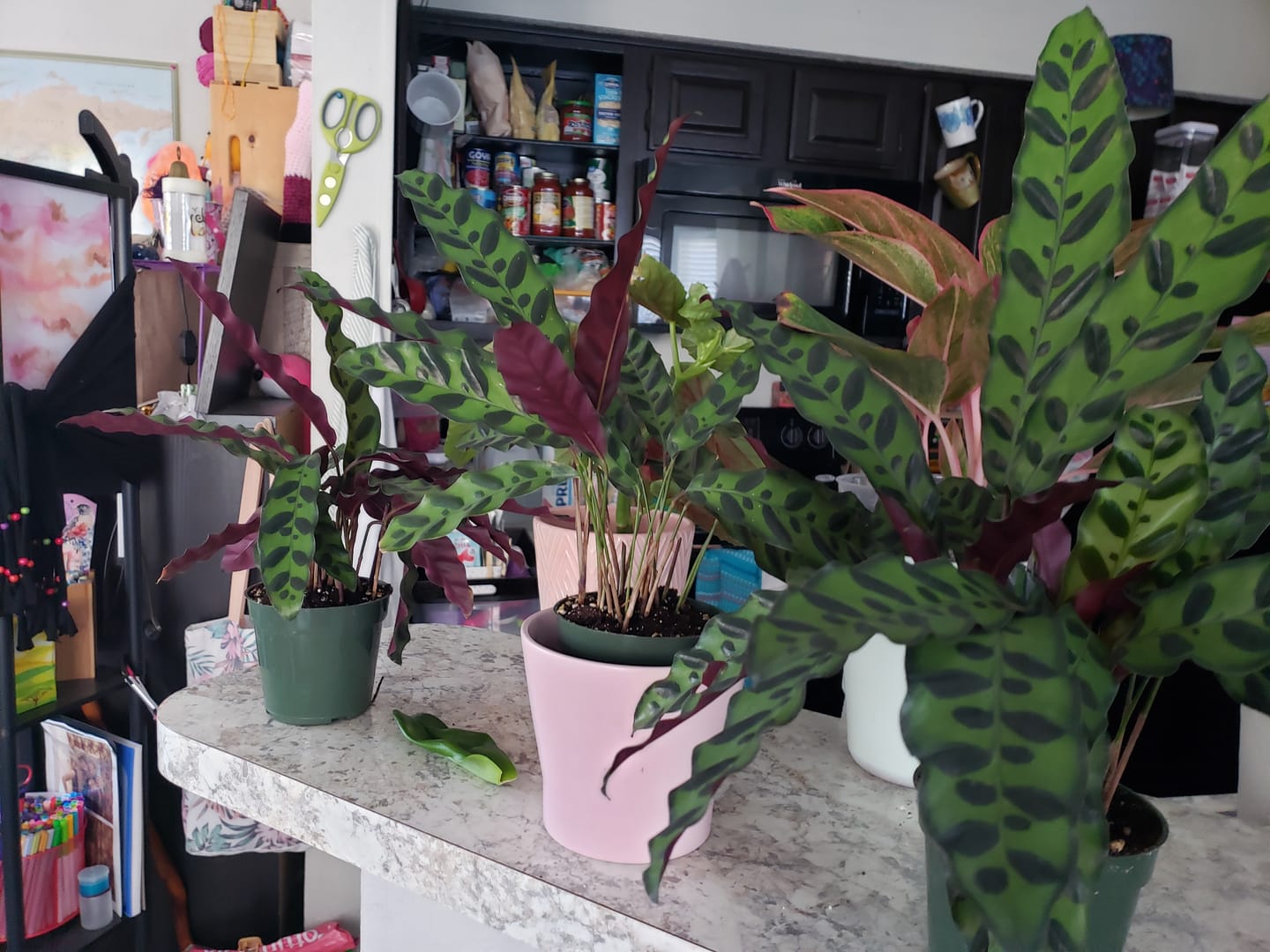 Customer photo review of Calathea lancifolia "Rattlesnake"