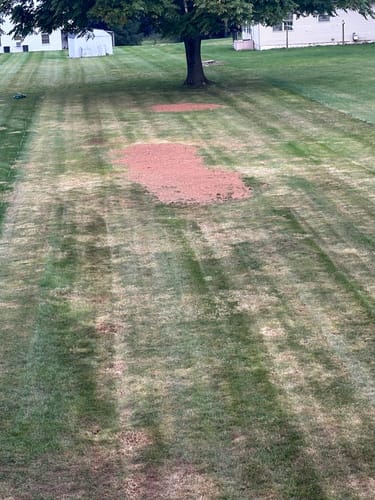 Customer photo review of GCI Turf Spreader Elite Grass Seed