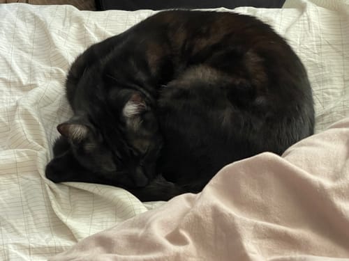 Customer photo review of PureGrounding® Grounding Sheet