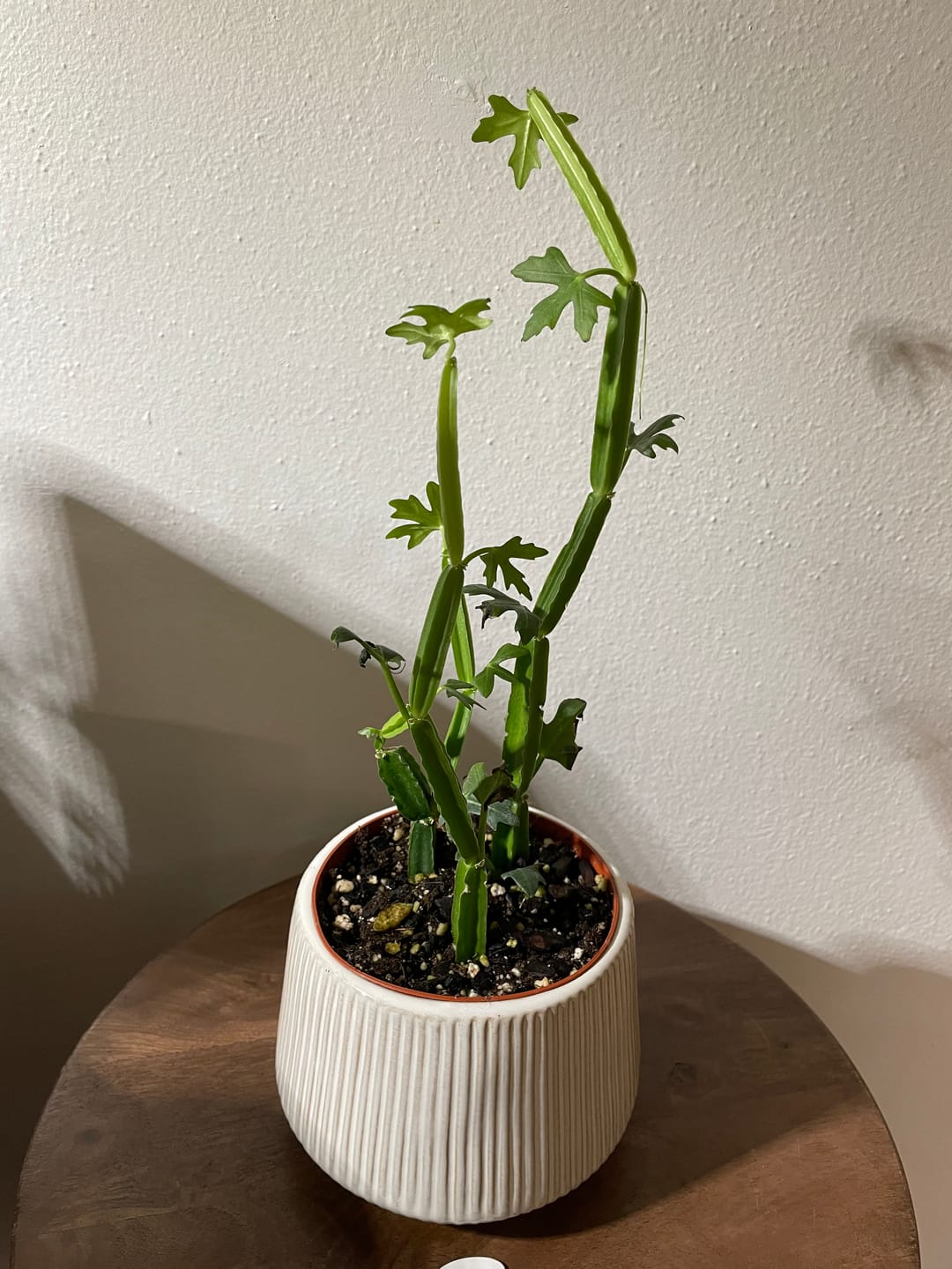 Customer photo review of Cissus quadrangularis