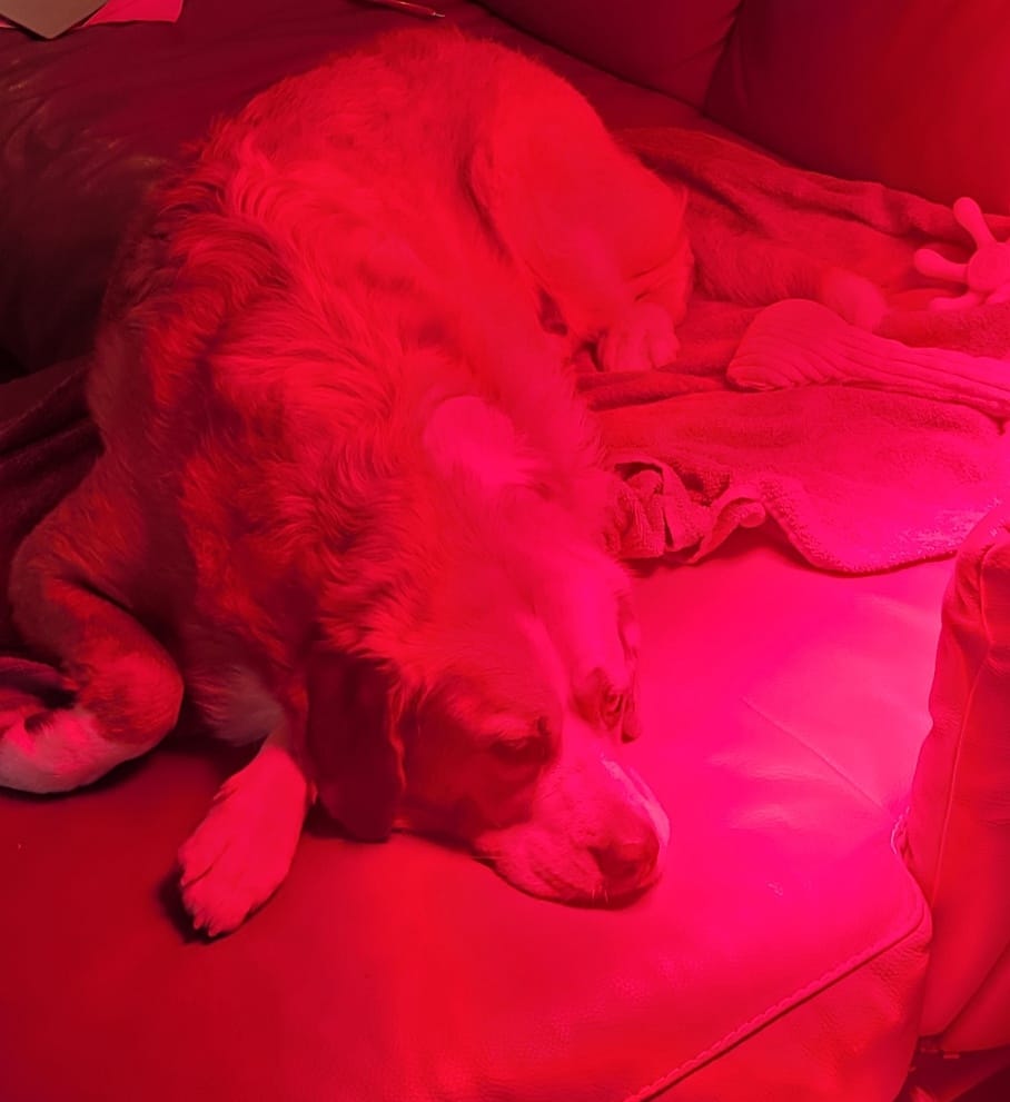 Customer photo review of CORE 1500 Nuvibody® Rood Lichttherapie Lamp