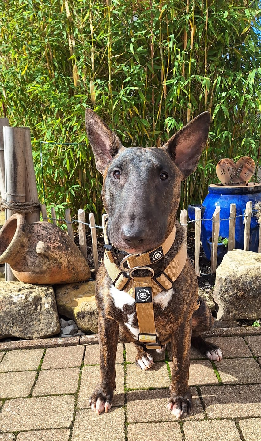 Customer photo review of TRI-Harness® | Anti-Pull, Adjustable & Durable - Dog Trainers Choice - Military Tan v2.0