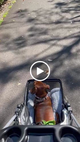 Customer video review of Pawz Compact & Comfortable Pet Stroller