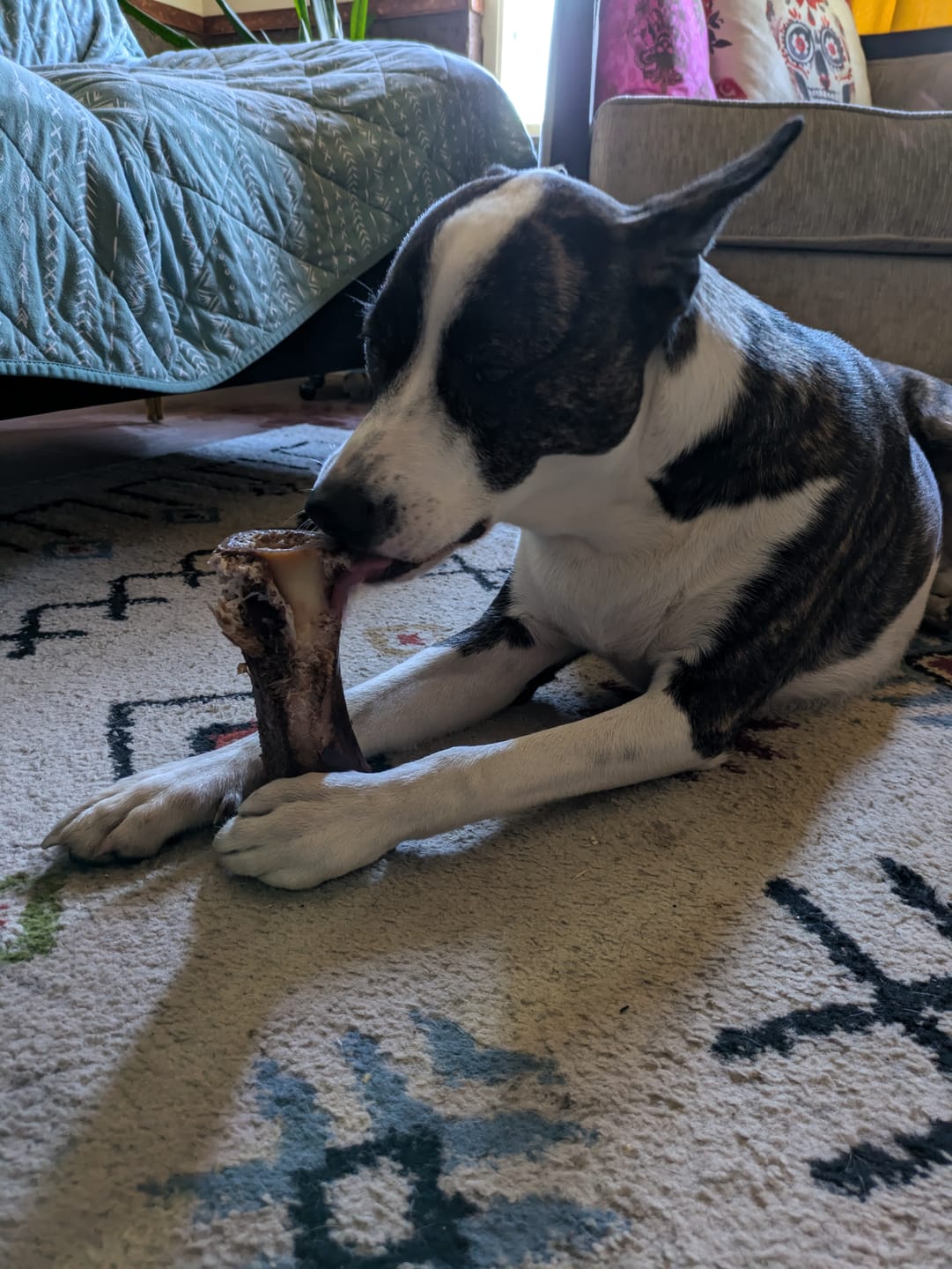 Customer photo review of Beef Lung Chunks 1lb