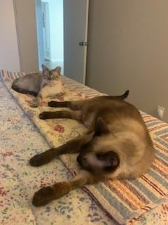 Customer photo review of Royal Canin Veterinarian Diet - Recovery Convalescence Liquid (4 pack- 8 oz each)