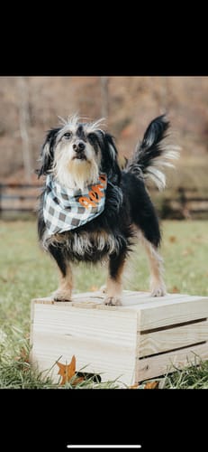 Customer photo review of Fur Babies Photoshop Actions