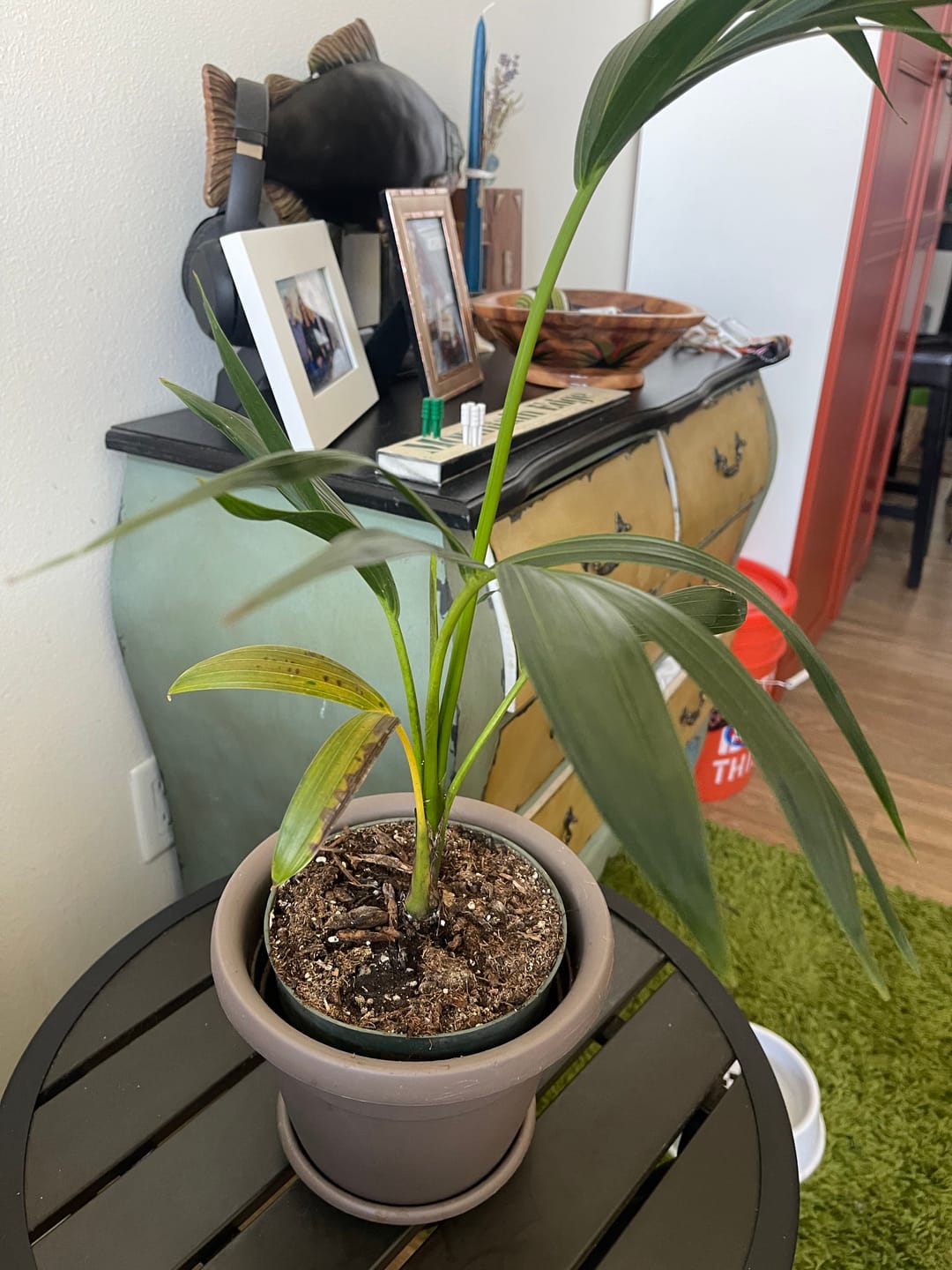 Customer photo review of Kentia Palm, Howea Forsteriana, Exotic and Rare