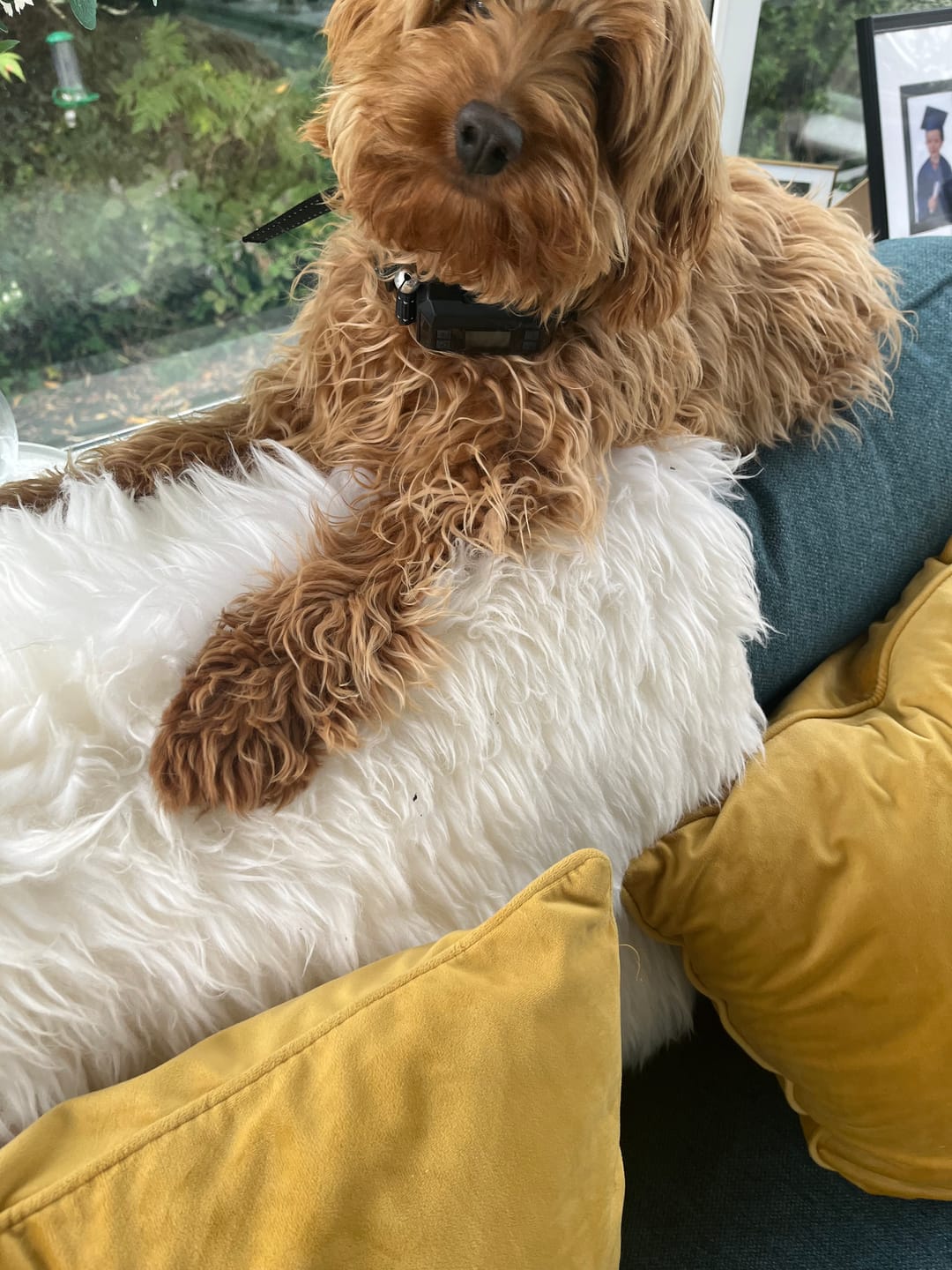 Customer photo review of GPS Dog Fence F8 | for Medium and Large dogs
