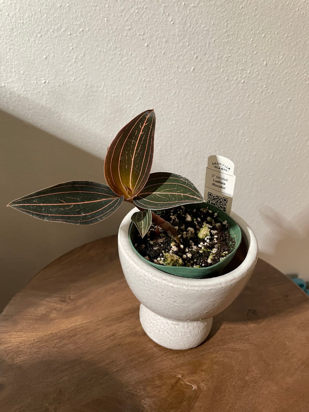 Customer photo review of Orchid Ludisia discolor