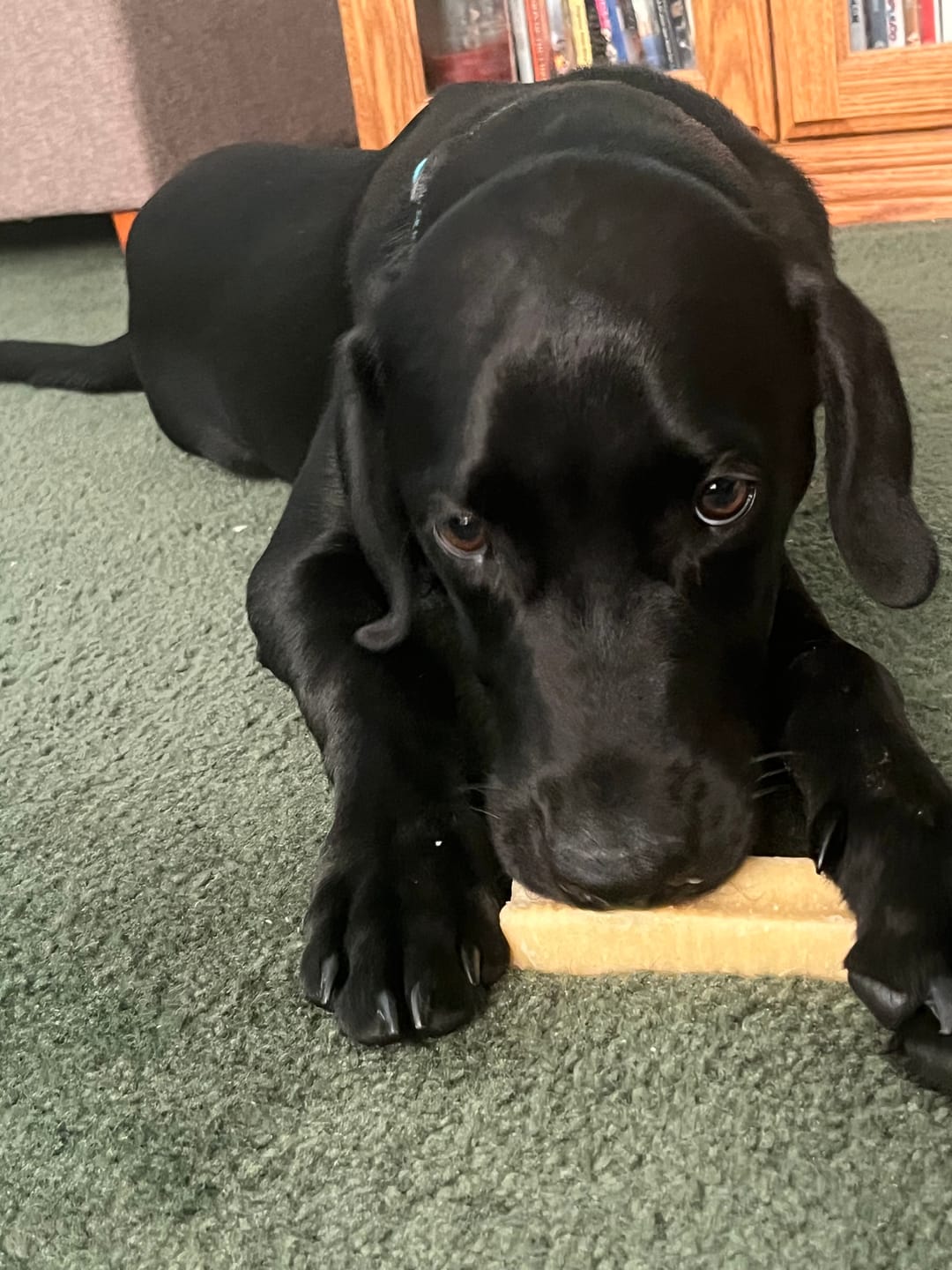 Customer photo review of Himalayan Yak Cheese Chew Dog Treat