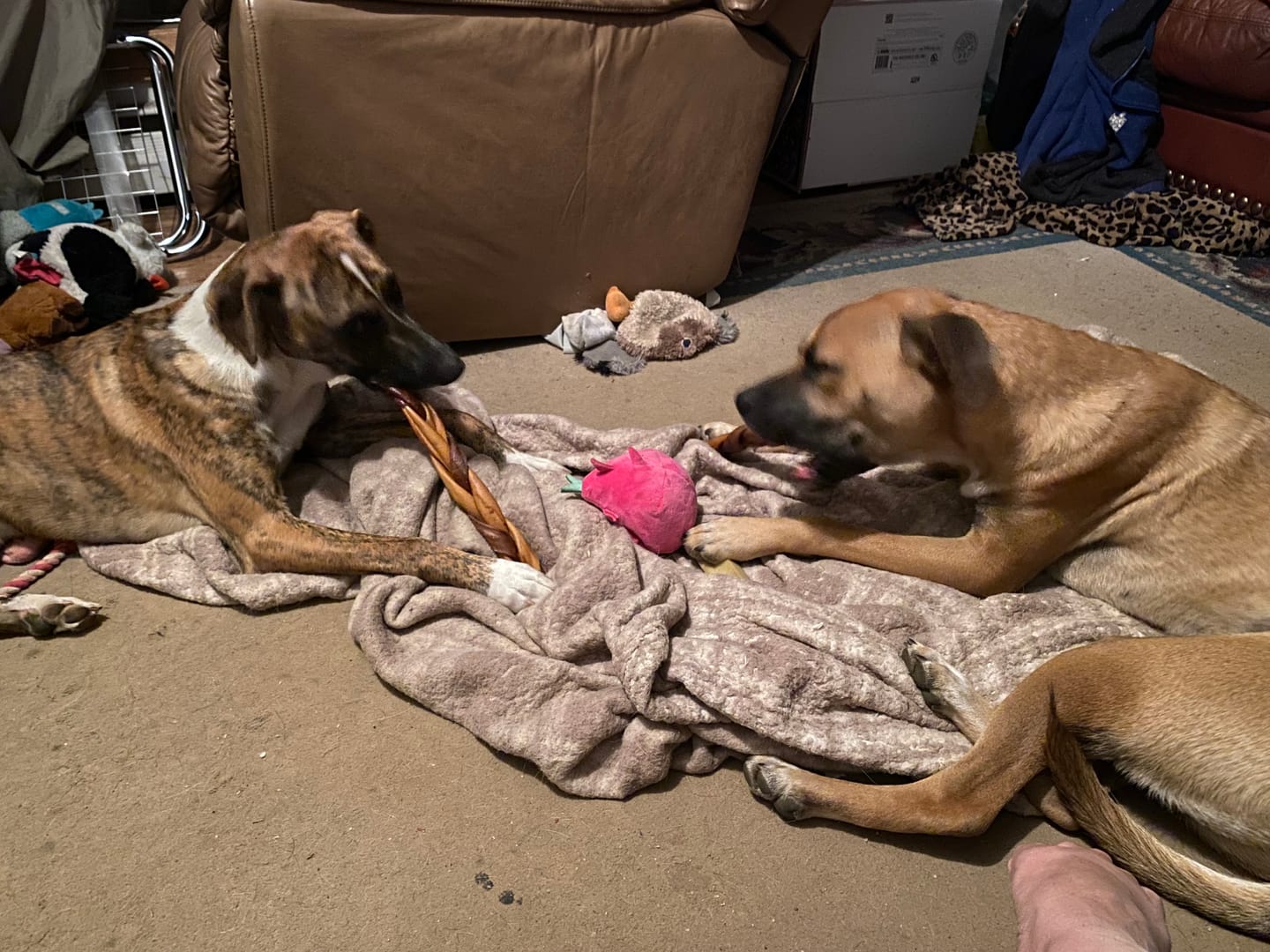 Customer photo review of 12 Inch Thick Braided Bully Stick