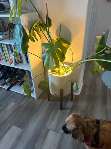 Customer photo review of Aura Blüme Light