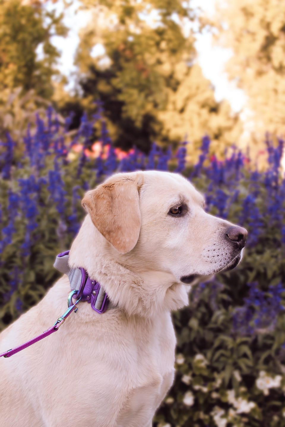 Customer photo review of 4cm LIGHTER Combat® Collar | With Handle Rated Clip - Purple & Metal Grey