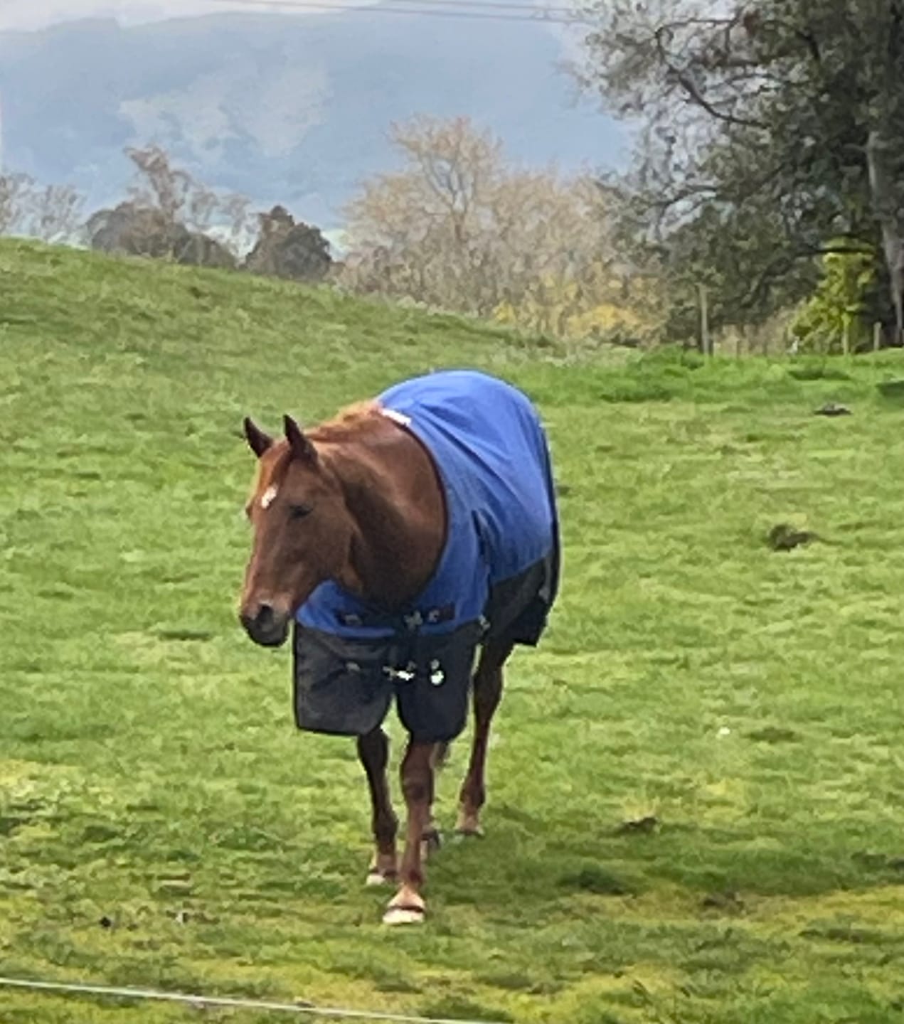 Customer photo review of Duke 1200D Standard Neck