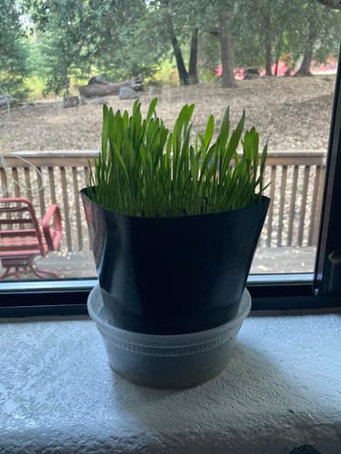 Customer photo review of Cat Grass Seeds Bulk