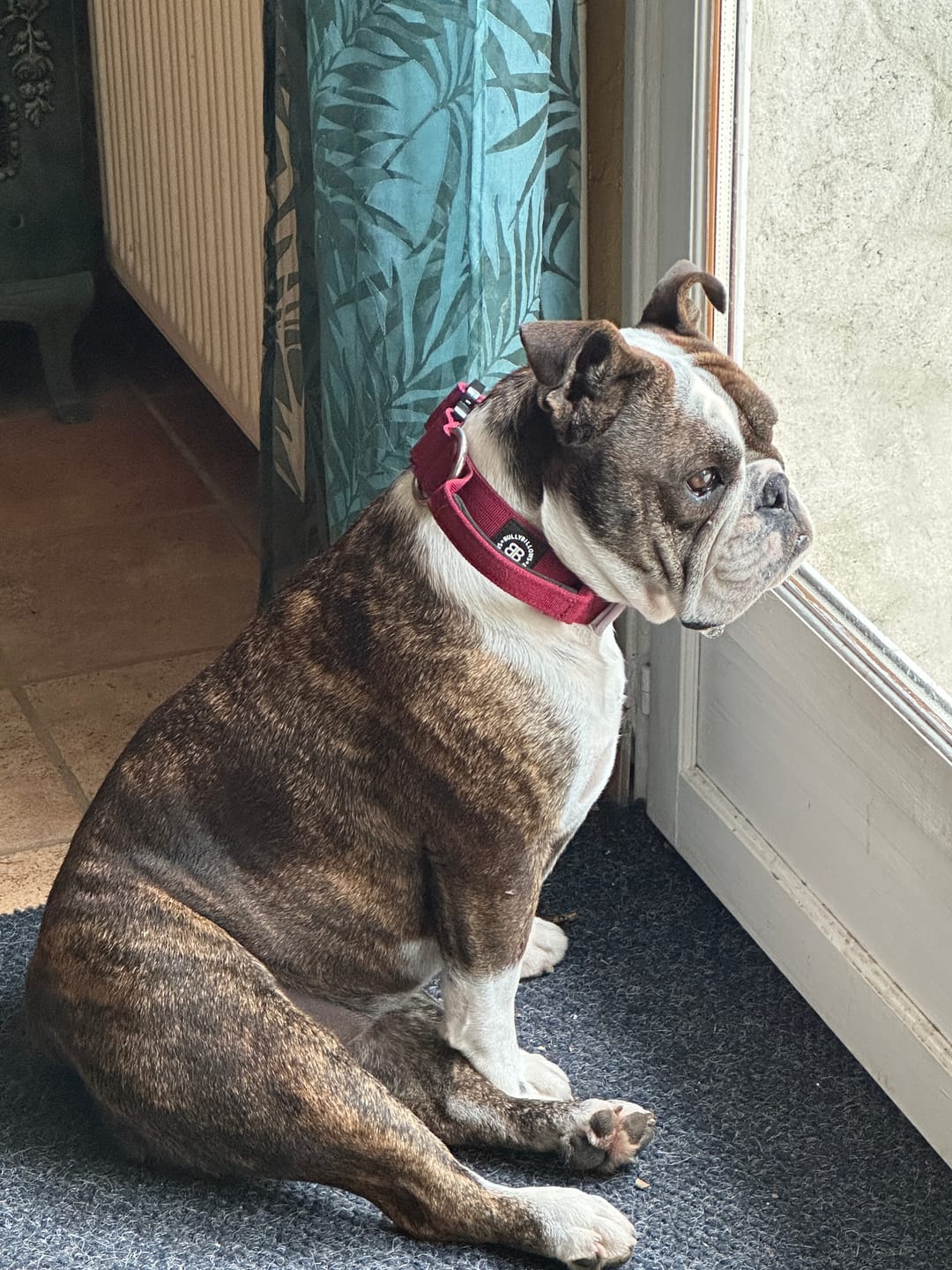Customer photo review of 4cm Combat® Collar | With Handle & Rated Clip - Burgundy v2.0