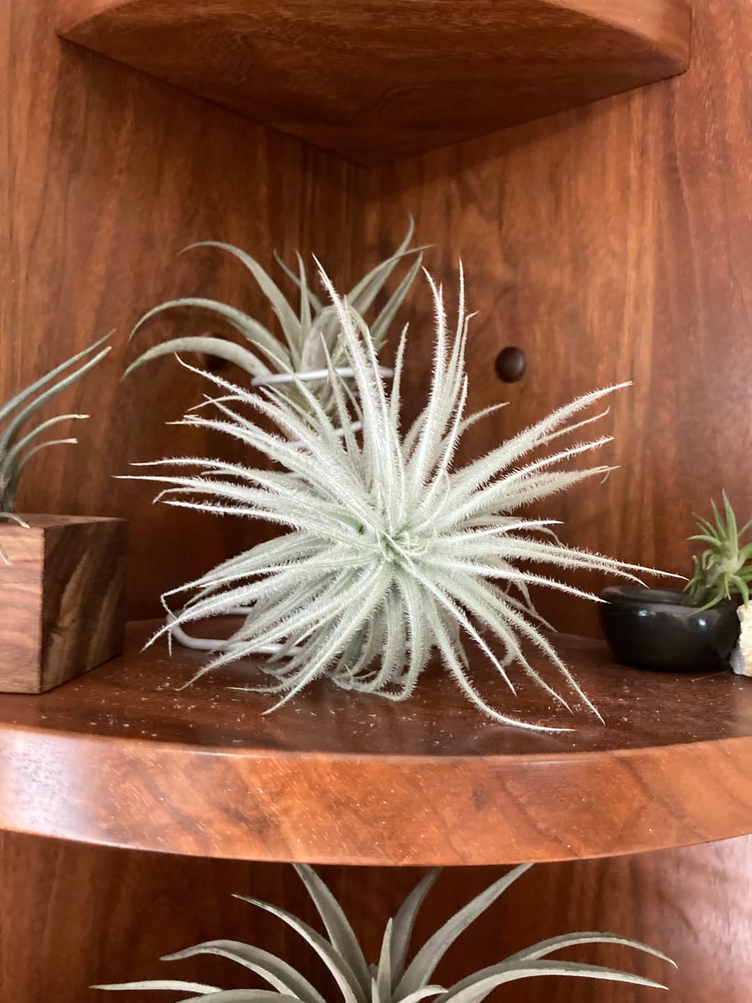 Customer photo review of Tectorum Ecuador  (AKA Snowball)