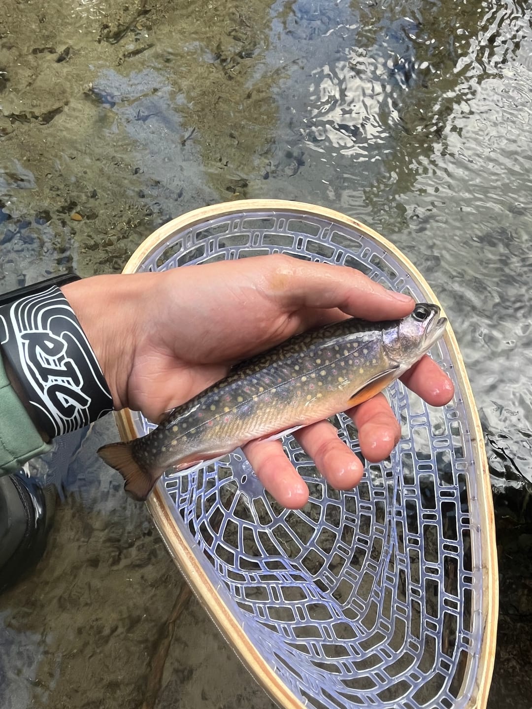 Customer photo review of Mag Band by Lid Rig