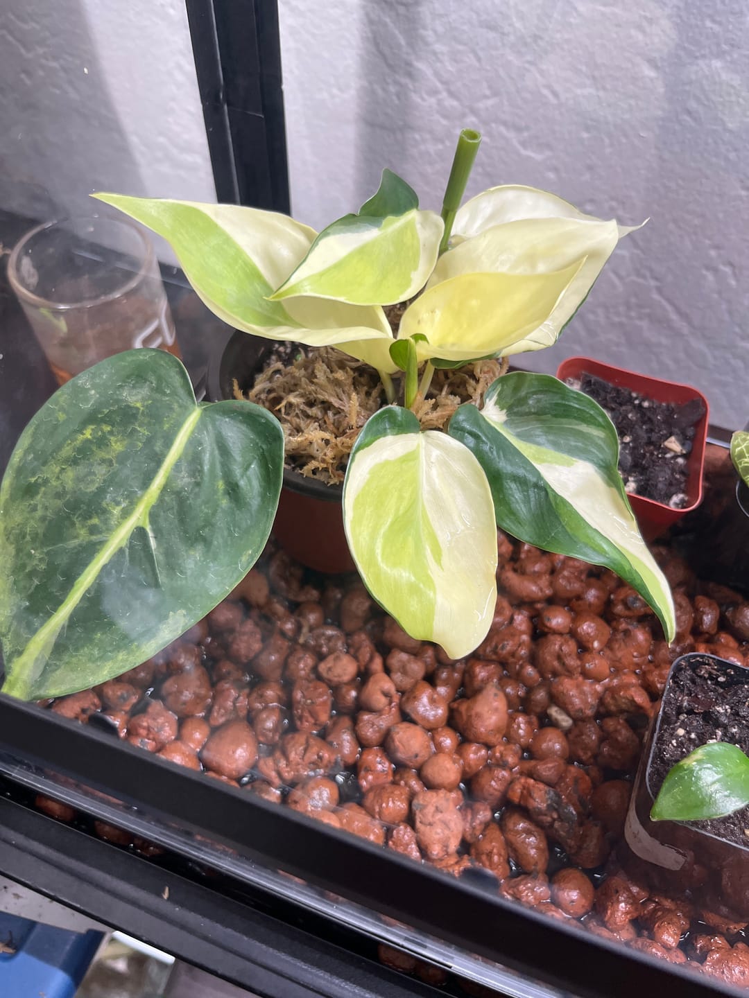 Customer photo review of Philodendron hederaceum 'Gabby'