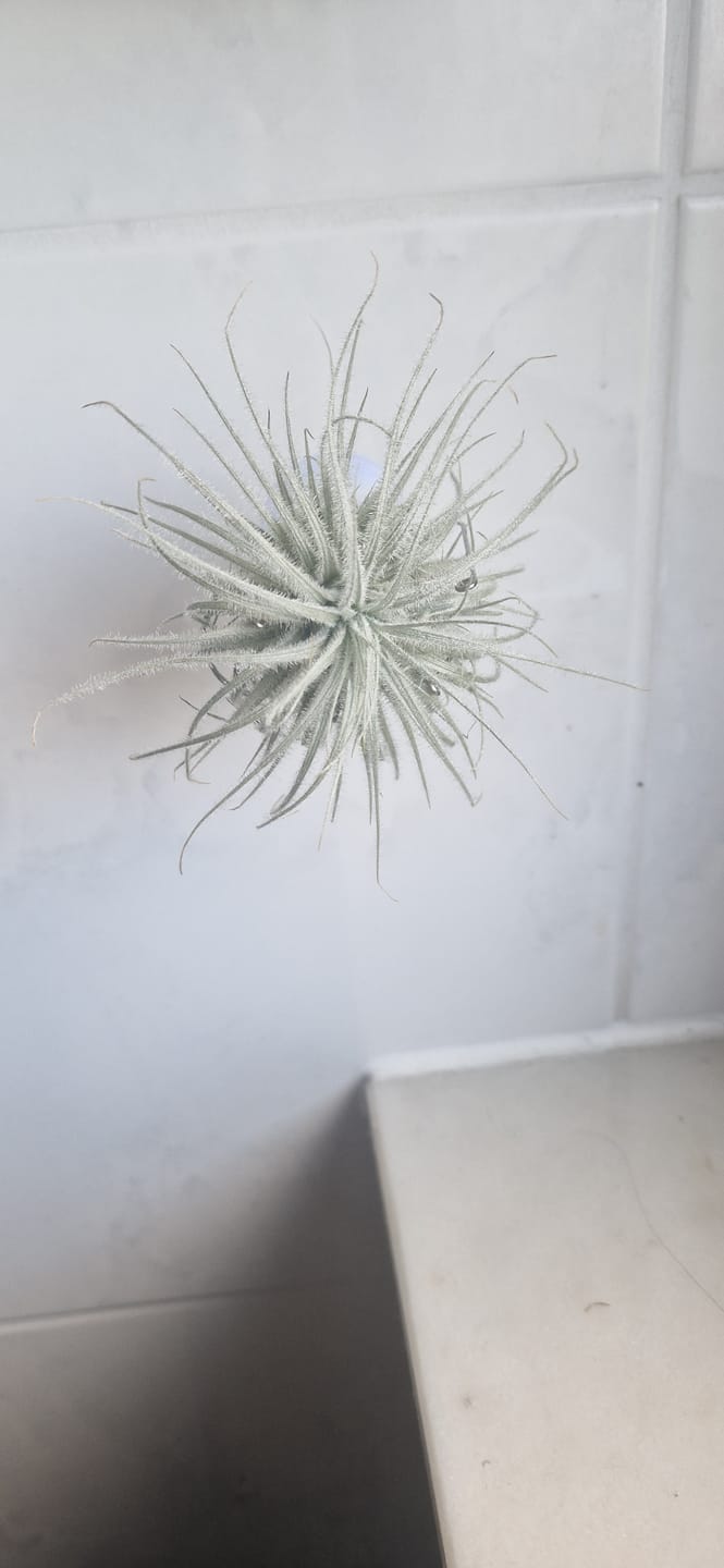 Customer photo review of Tillandsia tectorum "snow"