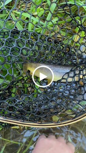 Customer video review of Blue Line Wide