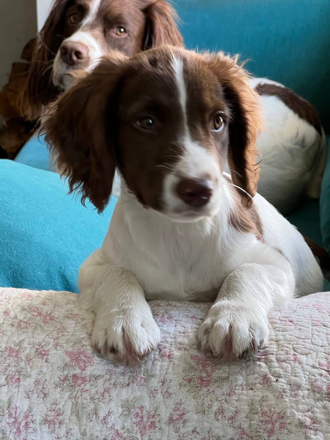 Customer photo review of MultiProtein Dry Puppy Food