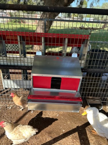 Customer photo review of Small (24") Reversible Rollout Nest Box (Up to 20 Hens)