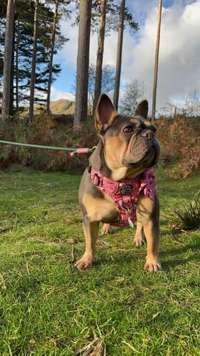 Customer photo review of Tough Trails™ Harness - Fairytale Forest