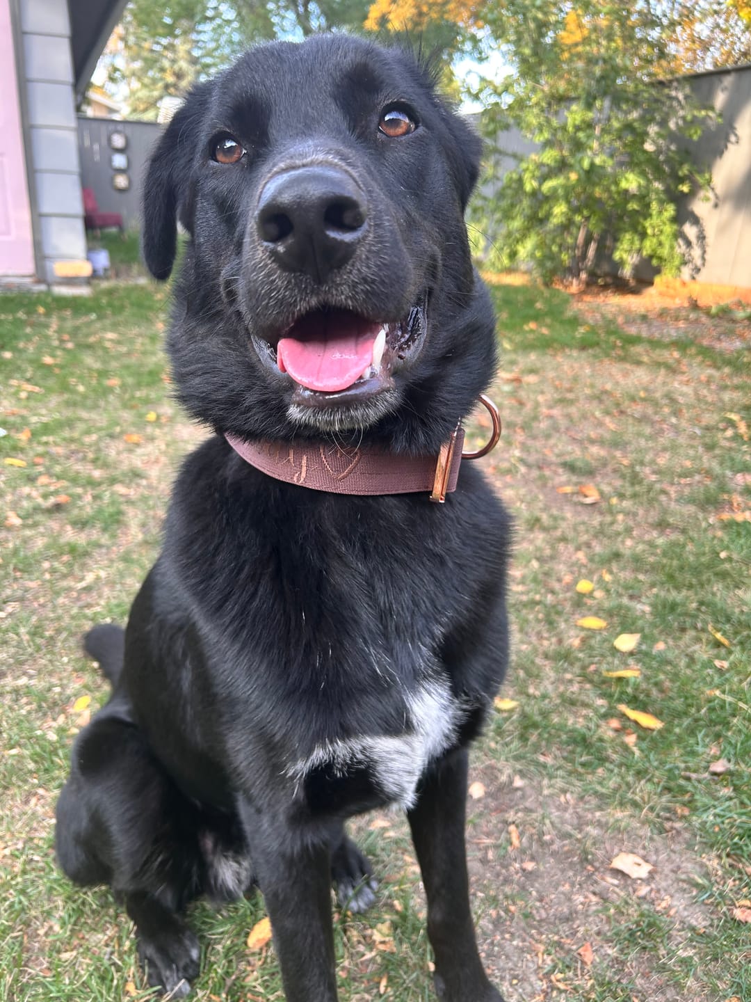 Customer photo review of 1.5" Tacti Dog Collar Slim Luxe - Rose Gold - Chocolate