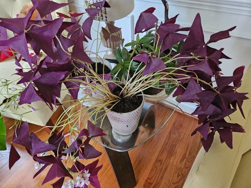 Customer photo review of BuzzTrap Refills (8-Pack) Sticky Pads