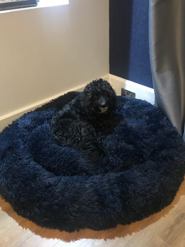Customer photo review of Calming Donut Bed - Frenchie Blue