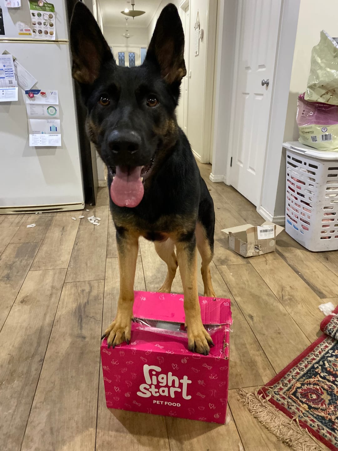 Customer photo review of Combination Box for Dogs