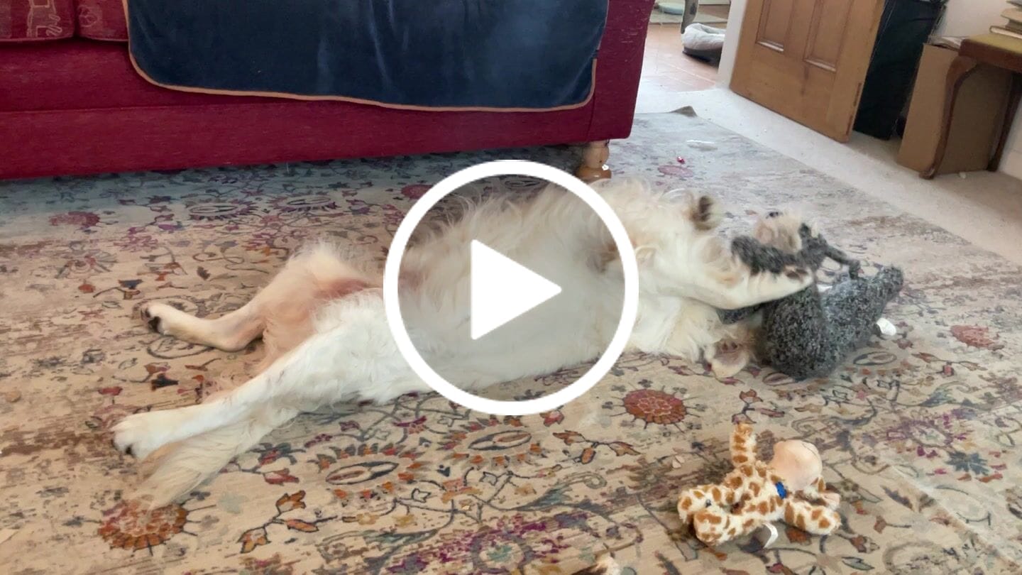 Customer video review of English Duck Dry Food