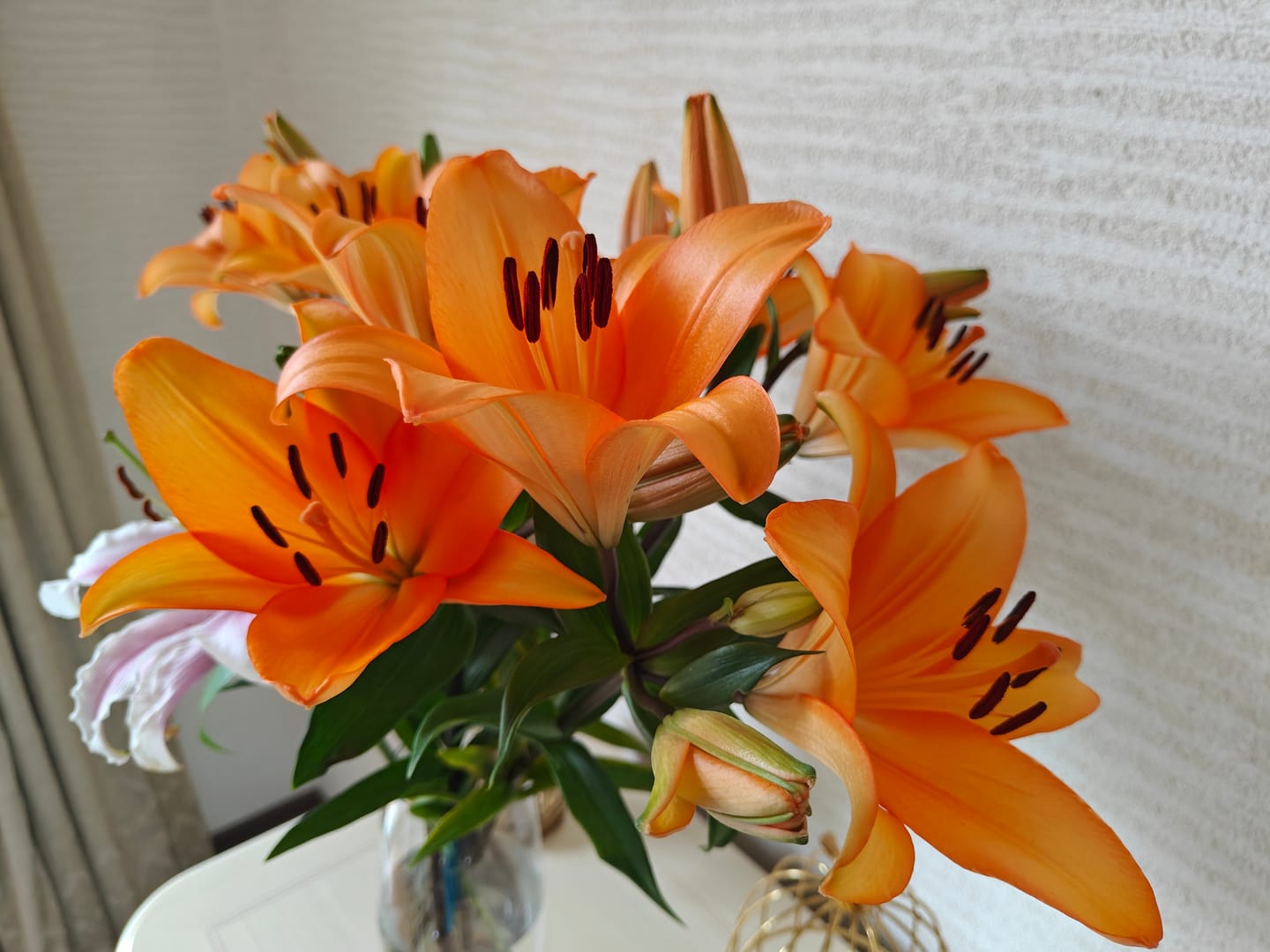 Customer photo review of Asiatic Lily