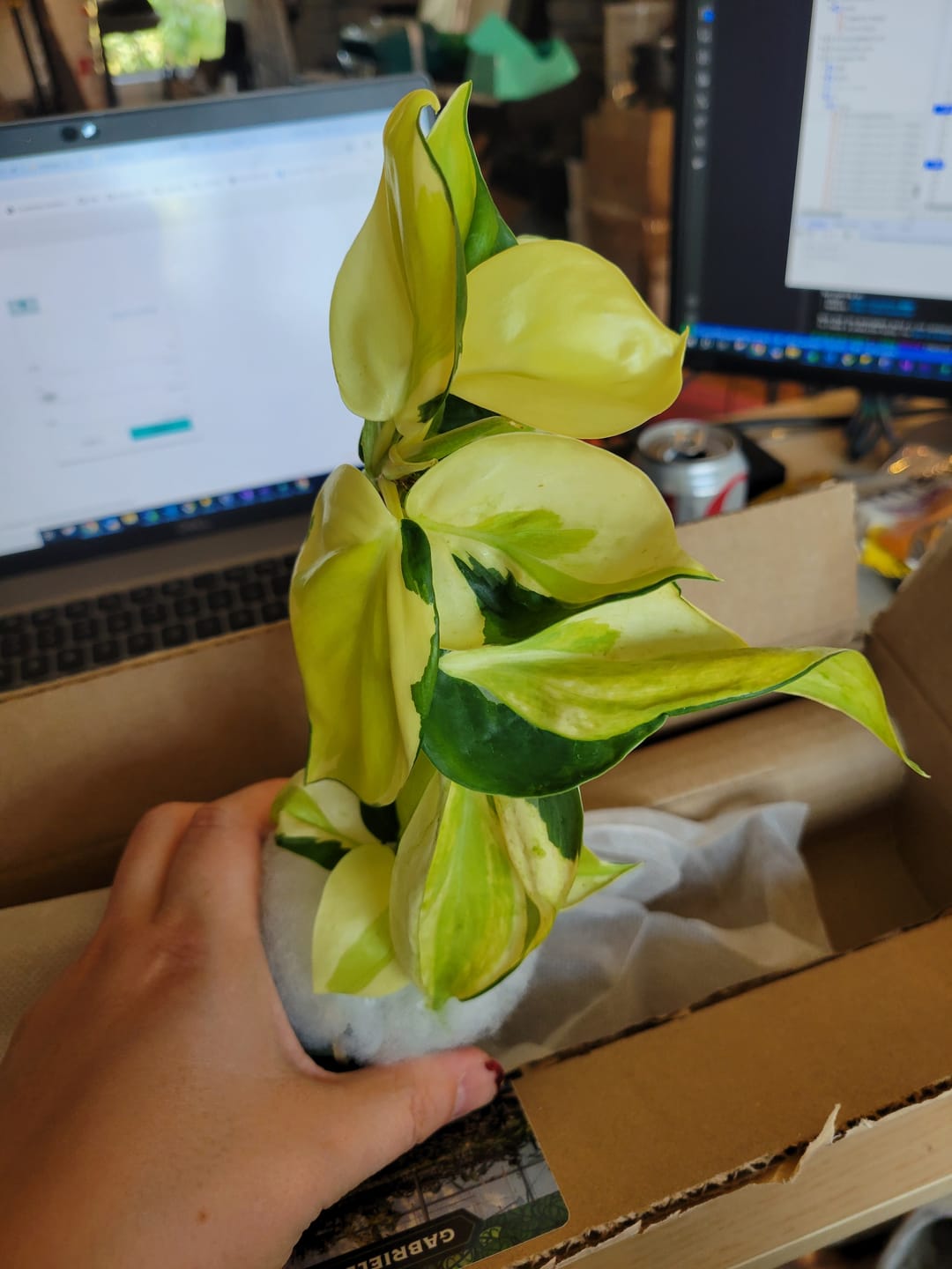 Customer photo review of Philodendron hederaceum 'Gabby'